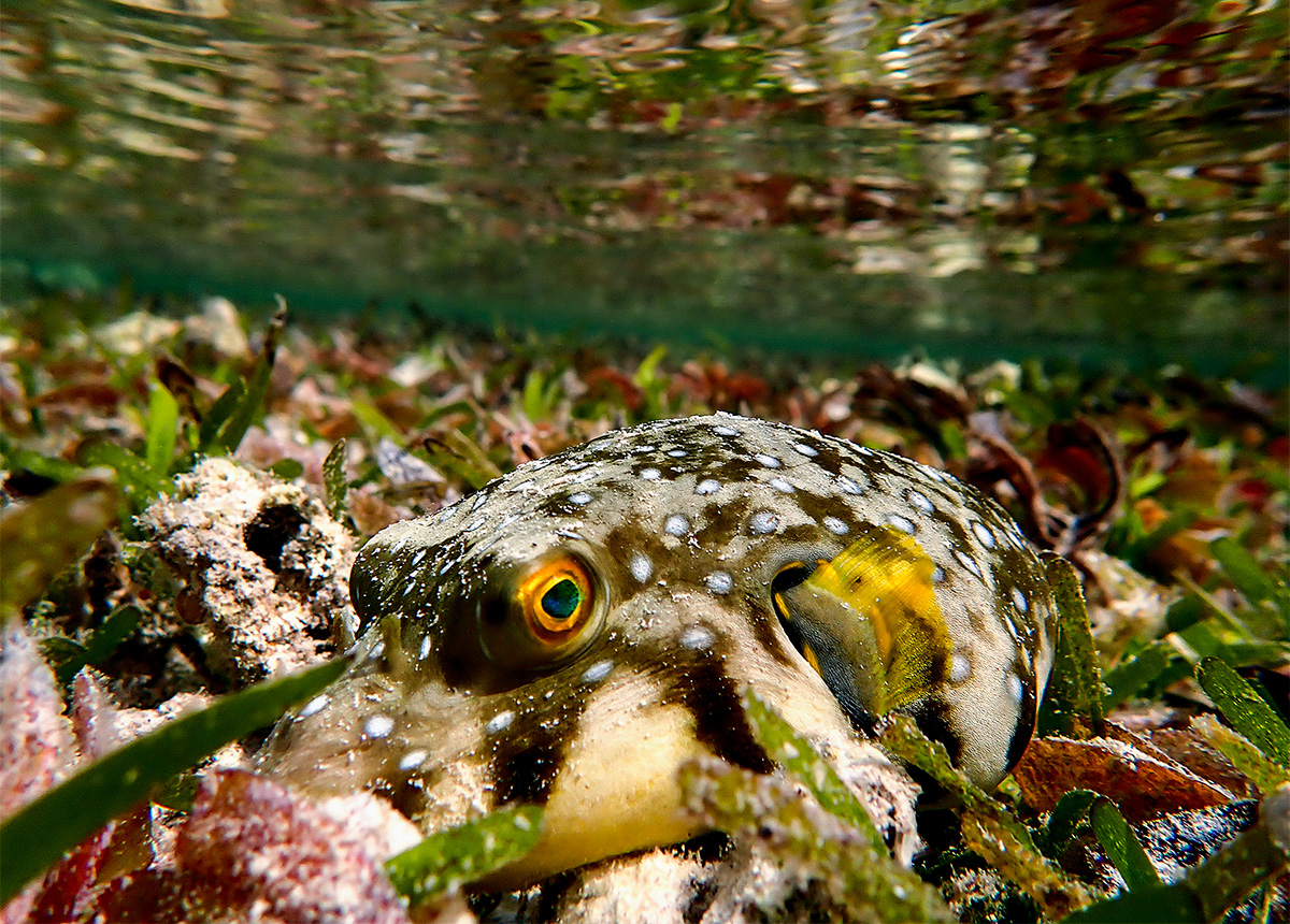 Pufferfish in Seagrass. Underwater Photo taken in Maldives
